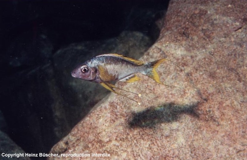 Ophthalmotilapia sp. 'whitecap' Longola